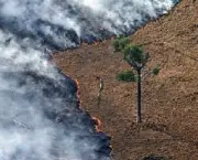 causas-do-desmatamento-3