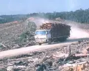 causas-do-desmatamento-5