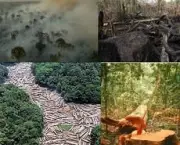 causas-do-desmatamento-6