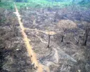 causas-do-desmatamento-9