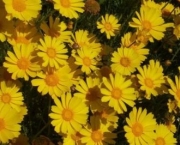chrysanthemum-coronarium-em-extincao-13