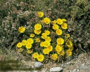 chrysanthemum-coronarium-em-extincao-2