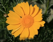 chrysanthemum-coronarium-em-extincao-4