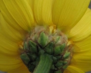 chrysanthemum-coronarium-em-extincao-5