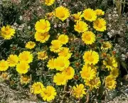 chrysanthemum-coronarium-em-extincao-8