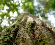 Codigo Florestal (4)