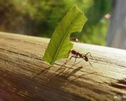como-as-formigas-afetam-o-meio-ambiente-local-10