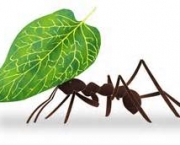 como-as-formigas-afetam-o-meio-ambiente-local-13