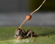 como-as-formigas-afetam-o-meio-ambiente-local-14