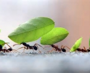 como-as-formigas-afetam-o-meio-ambiente-local-16