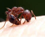 como-as-formigas-afetam-o-meio-ambiente-local-17