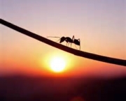 como-as-formigas-afetam-o-meio-ambiente-local-18