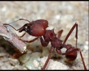 como-as-formigas-afetam-o-meio-ambiente-local-2