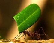 como-as-formigas-afetam-o-meio-ambiente-local-3