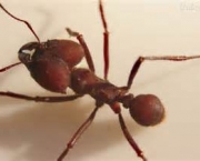 como-as-formigas-afetam-o-meio-ambiente-local-5