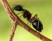 como-as-formigas-afetam-o-meio-ambiente-local-6