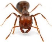 como-as-formigas-afetam-o-meio-ambiente-local-9