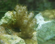 como-ocorre-a-reproducao-dos-corais-2