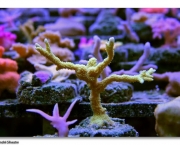 como-ocorre-a-reproducao-dos-corais-5