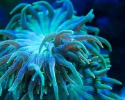 como-ocorre-a-reproducao-dos-corais-8