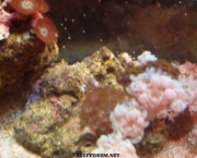 como-ocorre-a-reproducao-dos-corais-1