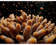 como-ocorre-a-reproducao-dos-corais-4