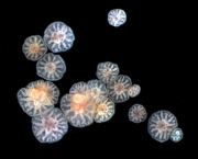 como-ocorre-a-reproducao-dos-corais-7