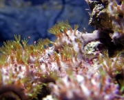como-ocorre-a-reproducao-dos-corais-9