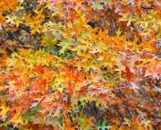 http://www.dreamstime.com/stock-image-quercus-rubra-canadian-oak-autumn-leaves-tree-image82155271