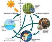 componentes-do-ecossistema-bioticos-e-abioticos-11