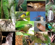 conceito-de-biodiversidade-1