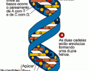 conceito-de-genetica-e-evolucao-5