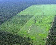 consequencias-socioambientais-do-desmatamento-7