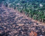 consequencias-socioambientais-do-desmatamento-8