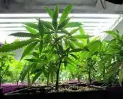 crescimento-vegetativo-qual-significado-6