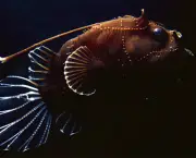 Criaturas do fundo do mar (1)