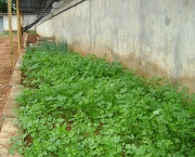 cultivo-de-hortas-13