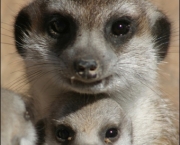 curiosidades-sobre-os-suricatos-2