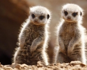 curiosidades-sobre-os-suricatos-3