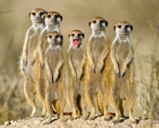 curiosidades-sobre-os-suricatos-5