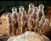 curiosidades-sobre-os-suricatos-6