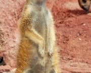 curiosidades-sobre-os-suricatos-7
