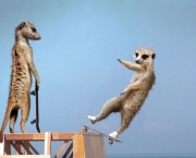 curiosidades-sobre-os-suricatos-1