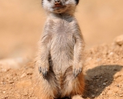 curiosidades-sobre-os-suricatos-7