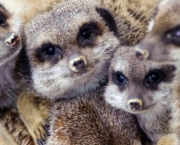 curiosidades-sobre-os-suricatos-9