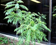 curry-leaf-tree-11