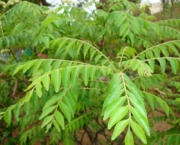 curry-leaf-tree-14