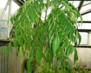 curry-leaf-tree-2