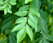 curry-leaf-tree-3