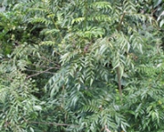 curry-leaf-tree-7